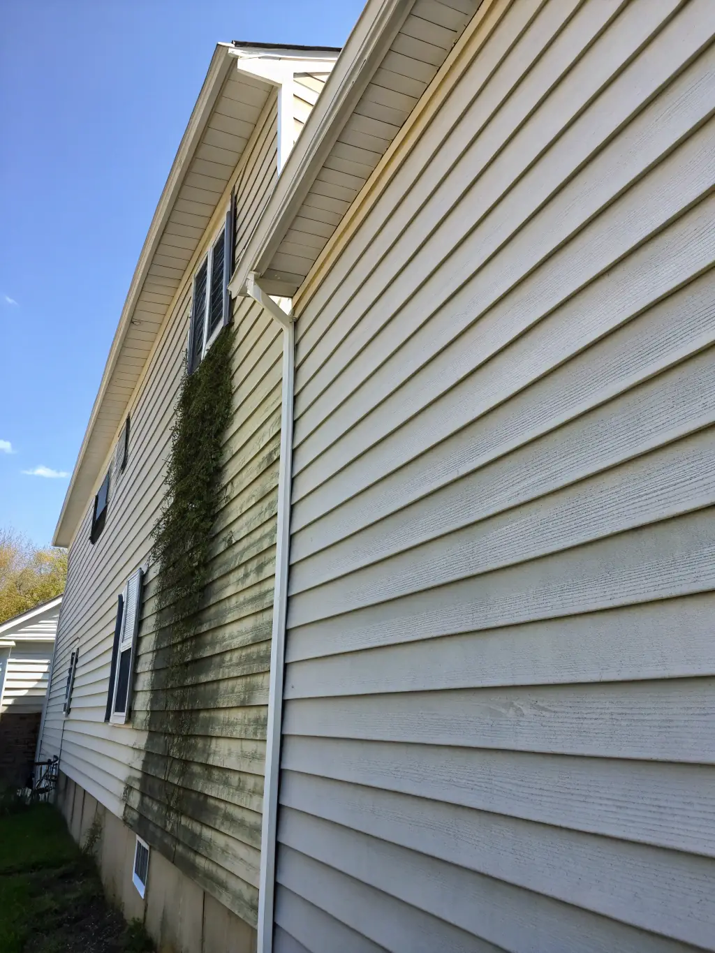 Vinyl siding with visible mold and mildew being soft washed, highlighting the transformation to a clean and fresh exterior.